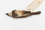 Rhipidura rufiventris setosa; LB9736; © Auckland Museum CC BY