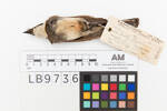 Rhipidura rufiventris setosa; LB9736; © Auckland Museum CC BY