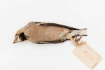 Coccothraustes coccothraustes; LB9821; © Auckland Museum CC BY