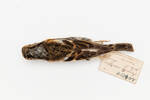 Fringilla montifringilla; LB9828; © Auckland Museum CC BY