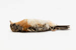 Fringilla montifringilla; LB9828; © Auckland Museum CC BY
