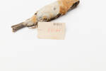 Fringilla montifringilla; LB9828; © Auckland Museum CC BY