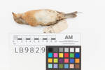 Fringilla montifringilla; LB9829; © Auckland Museum CC BY