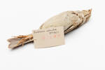 Emberiza calandra; LB9908; © Auckland Museum CC BY