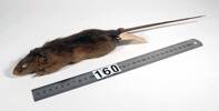 Rattus rattus, LM160, © Auckland Museum CC BY