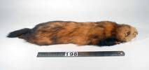 Mustela putorius, LM198, © Auckland Museum CC BY