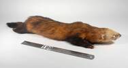 Mustela putorius, LM199, © Auckland Museum CC BY