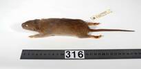 Rattus norvegicus, LM316, © Auckland Museum CC BY