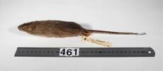Rattus norvegicus, LM461, © Auckland Museum CC BY