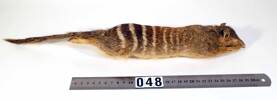 Myrmecobius fasciatus, LM48, © Auckland Museum CC BY