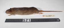 Rattus norvegicus, LM521, © Auckland Museum CC BY