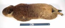 Phascolarctos cinereus, LM647, © Auckland Museum CC BY