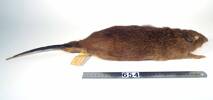 Potorous tridactylus, LM654, © Auckland Museum CC BY