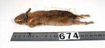 Oryctolagus cuniculus, LM674, © Auckland Museum CC BY