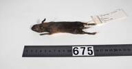 Oryctolagus cuniculus, LM675, © Auckland Museum CC BY
