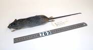 Rattus rattus, LM703, © Auckland Museum CC BY