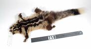 Dactylopsila trivirgata, LM718, © Auckland Museum CC BY