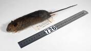 Rattus exulans, LM726, © Auckland Museum CC BY