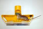 Rattus rattus, LM836, © Auckland Museum CC BY