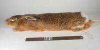 Lepus europaeus, LM885, © Auckland Museum CC BY