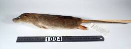 Rattus norvegicus, LM1004, © Auckland Museum CC BY