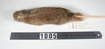Oryctolagus cuniculus, LM1005, © Auckland Museum CC BY