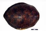 Chelonia mydas, LH858, © Auckland Museum CC BY