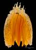 MA119678, Limaria orientalis