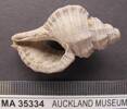 Cabestana tabulata, MA35334, © Auckland Museum CC BY