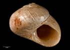 Argalista impervia, MA70040, © Auckland Museum, CC BY