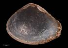 Austroneaera finlayi, MA70071, © Auckland Museum CC BY