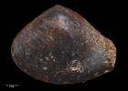 Austroneaera finlayi, MA70071, © Auckland Museum CC BY