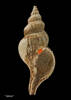 Austrosipho (Verconella) chathamensis, MA70077,  © Auckland Museum CC BY