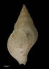 Buccinulum sufflatum, MA70123, © Auckland Museum, CC BY
