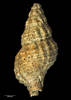 Buccinulum (Evarnula) tuberculatum, MA70124, © Auckland Museum, CC BY