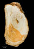Cardita aoteana, MA70134, © Auckland Museum CC BY