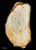 Cardita aoteana, MA70134, © Auckland Museum CC BY