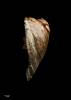 Cheilea plumea, MA70142, © Auckland Museum, CC BY