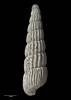 Chemnitzia jactura, MA70150, © Auckland Museum, CC BY