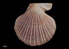 Chlamys  celator, MA70166, © Auckland Museum CC BY