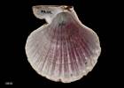 Chlamys  celator, MA70166, © Auckland Museum CC BY