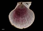 Chlamys  celator, MA70166, © Auckland Museum CC BY