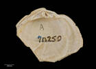 Dosinia (Kereia) densicosta, MA70250, © Auckland Museum CC BY