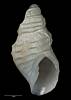 Inglisella (Anapepta) septentrionalis, MA70369, © Auckland Museum, CC BY
