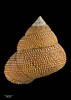 Maurea (Mucrinops) punctulata ampla, MA70450, © Auckland Museum CCBY