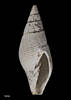 Mitra eusulcata, MA70480, © Auckland Museum, CC BY