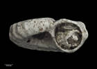 Munditia proavita, MA70493, © Auckland Museum CC BY