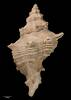 Murexsul clifdenensis, MA70499, © Auckland Museum, CC BY