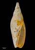 Scaphella cognata, MA70690, © Auckland Museum, CC BY