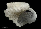 Sinezona laqueus, Schismope laqueus, MA70695, © Auckland Museum, CC BY